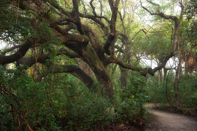 Beautiful trees in Ponce Preserve, on the Ponce Inlet in Florida