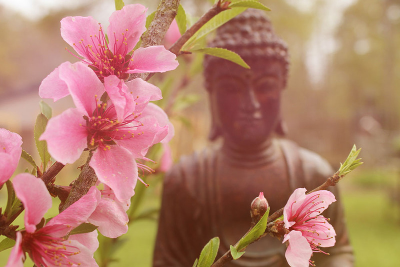 Buddha statue with blooming pink flower