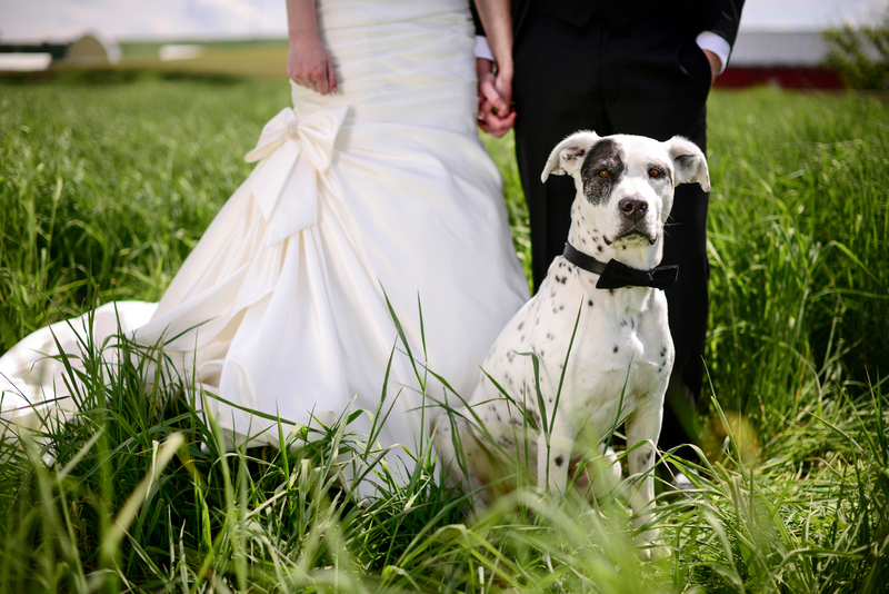 close up photo of a bride in a white dress and a groom in a dark suit standing an field with their dog on the wedding day