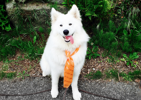 Nova, the American Marriage Ministries pet, in a tie