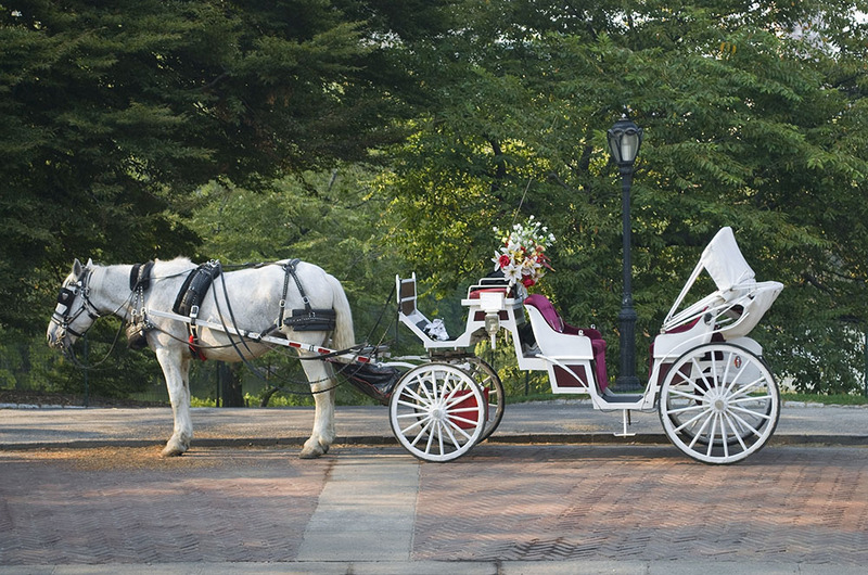 A beautiful horse and carriage, decorated for a wedding, outside next to trees