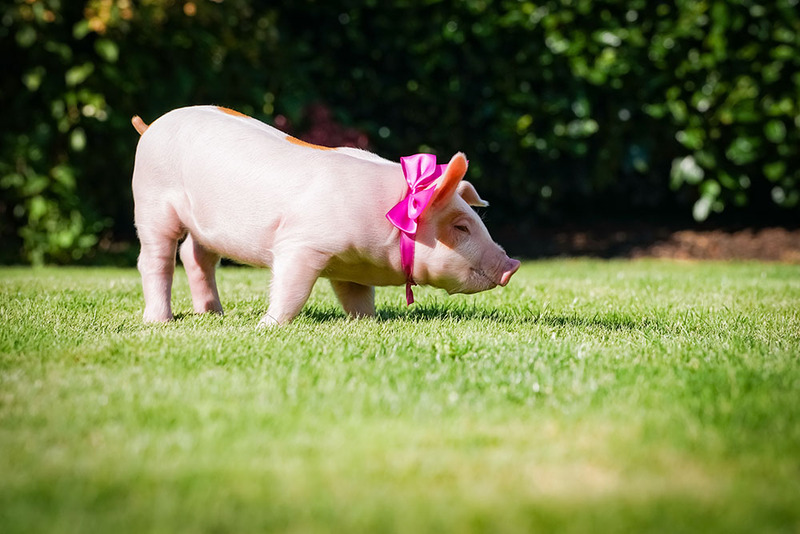 A young pig in a field at a wedding with a pink bow
