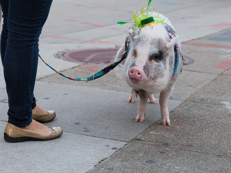 A young woman walks a pig on a leash, the pig wears a decorative hat