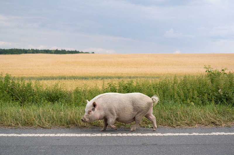 Pig running along a country road