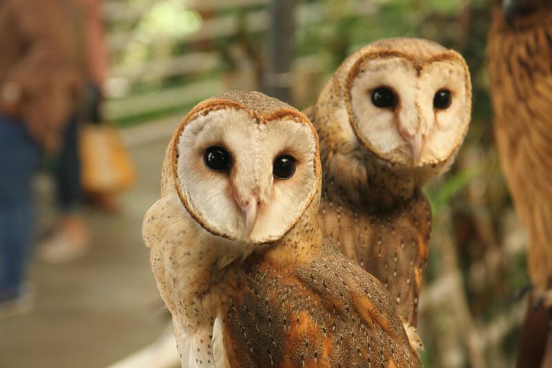 A pair of barn owls in the woods