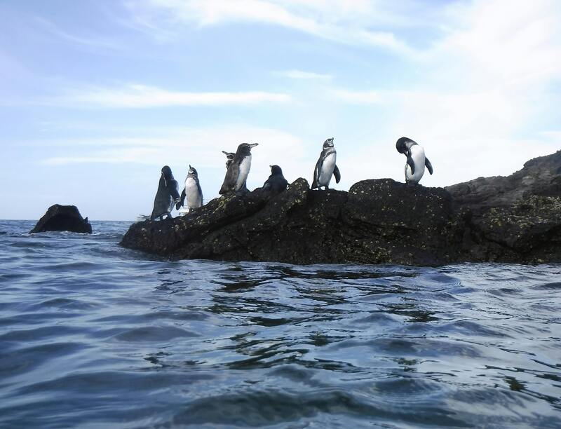 Galapagos penguins playing on a rock in the ocean