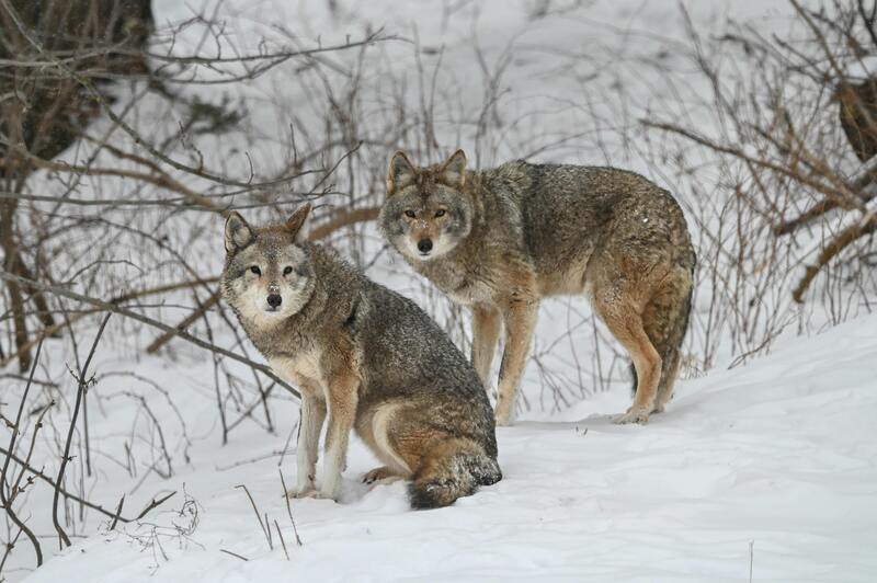Gray wolves pair pose in the snow