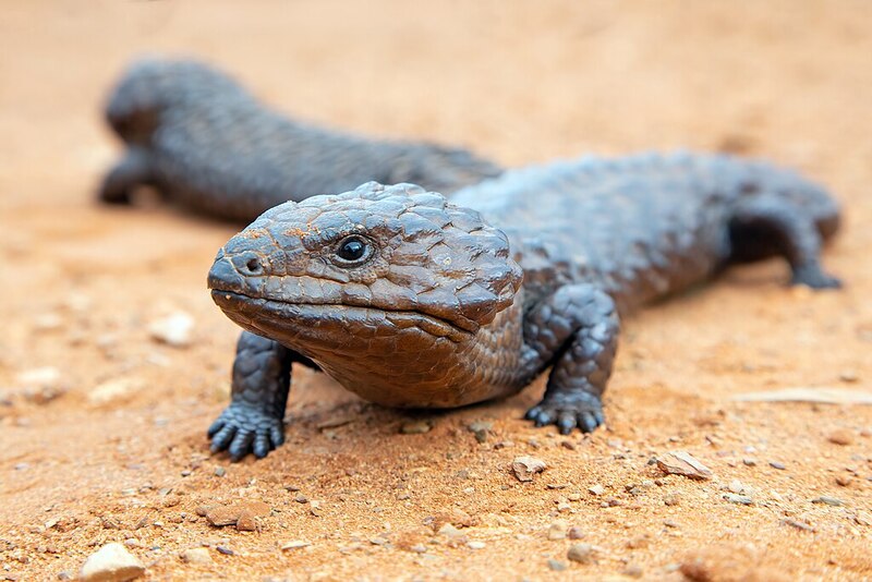 Two shingleback lizards in the desert