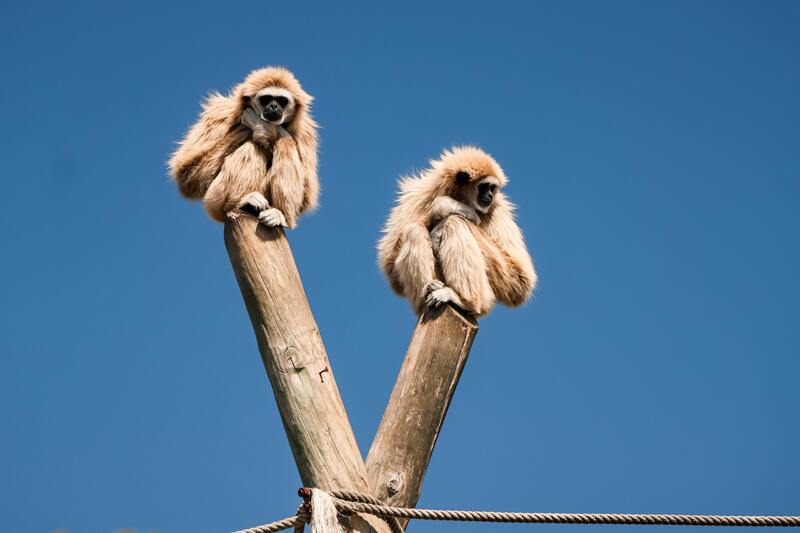 a pair of gibbons