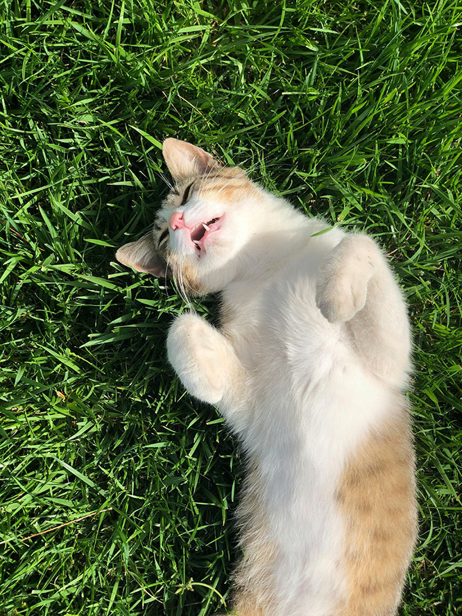 cat playful pose napping in grass