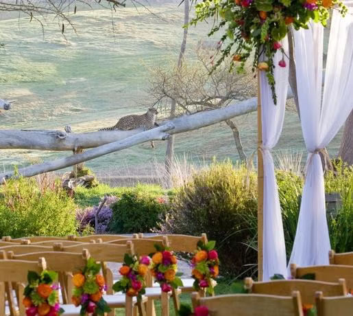A wedding ceremony set up at the San Diego Zoo, with a wild cat in the background