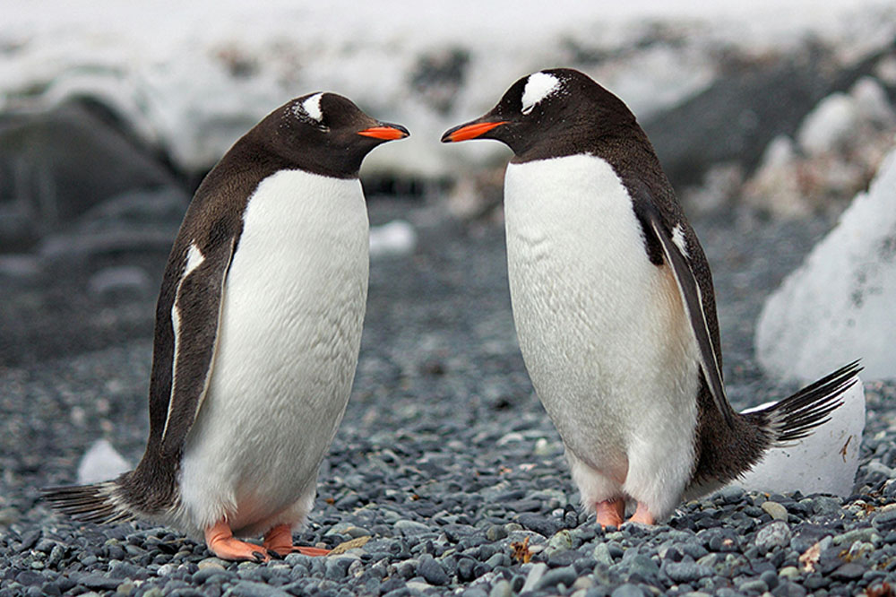 Two penguins looking at each other, a pair of bonded penguins