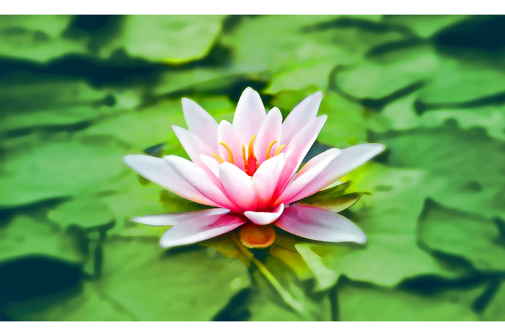 Floating pink lotus. (Photo by Pixabay / Pexels)