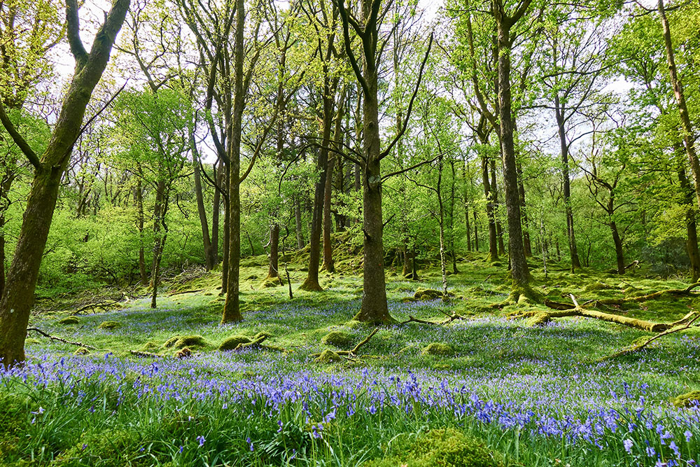 (Photo by David Pryke / Pexels) 