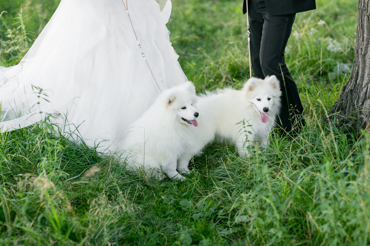 Primer plano de dos perritos blancos y peludos en una boda. Están sentados en el césped, adorables, jadeando con la lengua fuera. Detrás de ellos se ve la parte inferior del vestido de novia y las piernas del novio, con pantalones de traje negros, sujetando las correas del perro.