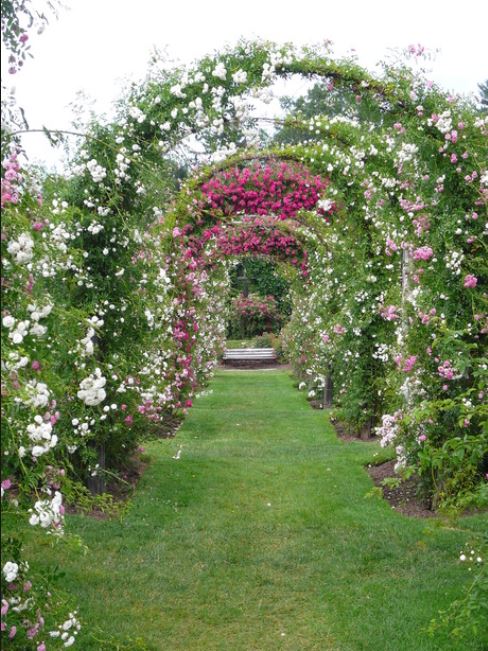 Elizabethparkrosegarden