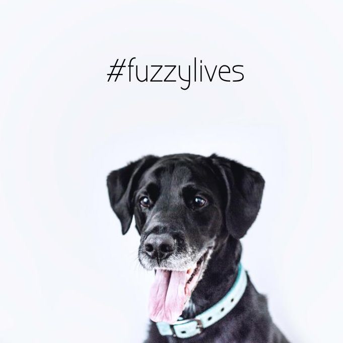 Dog Flu (Are we all going to die?)