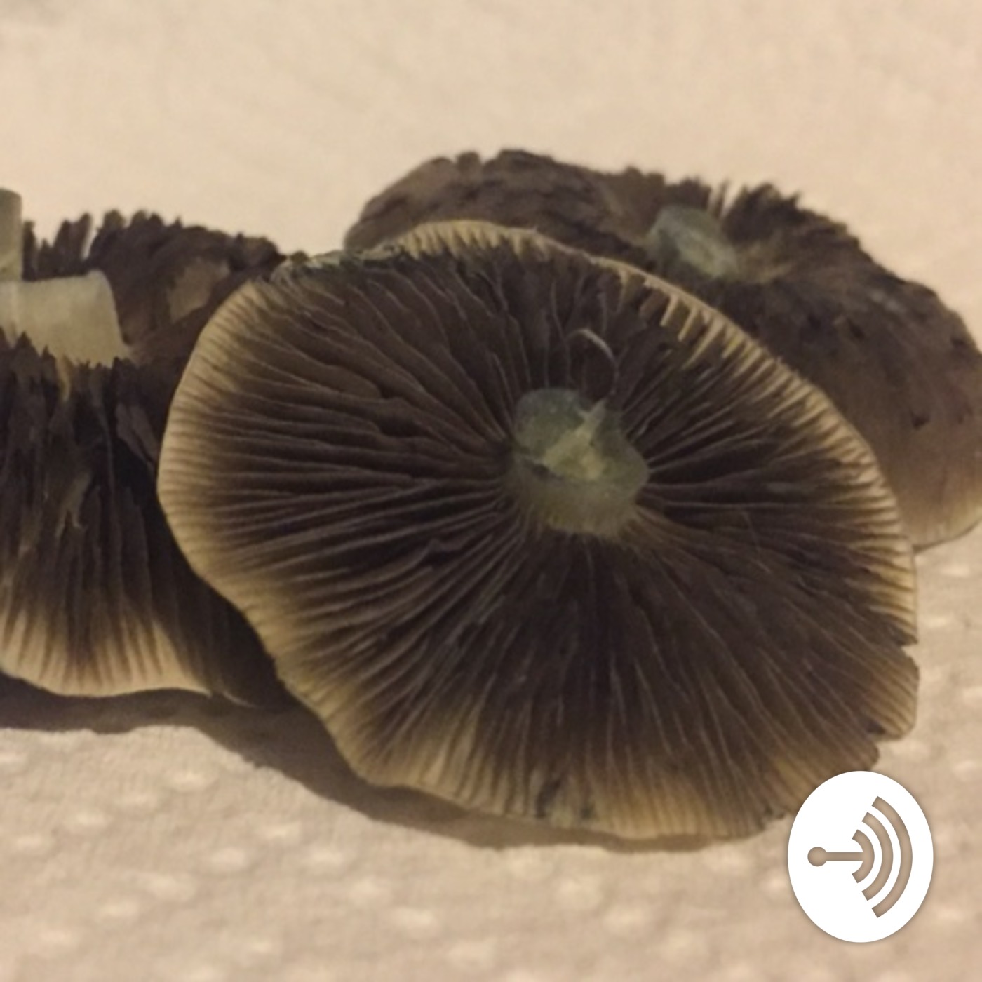 Intro to mushroom levels