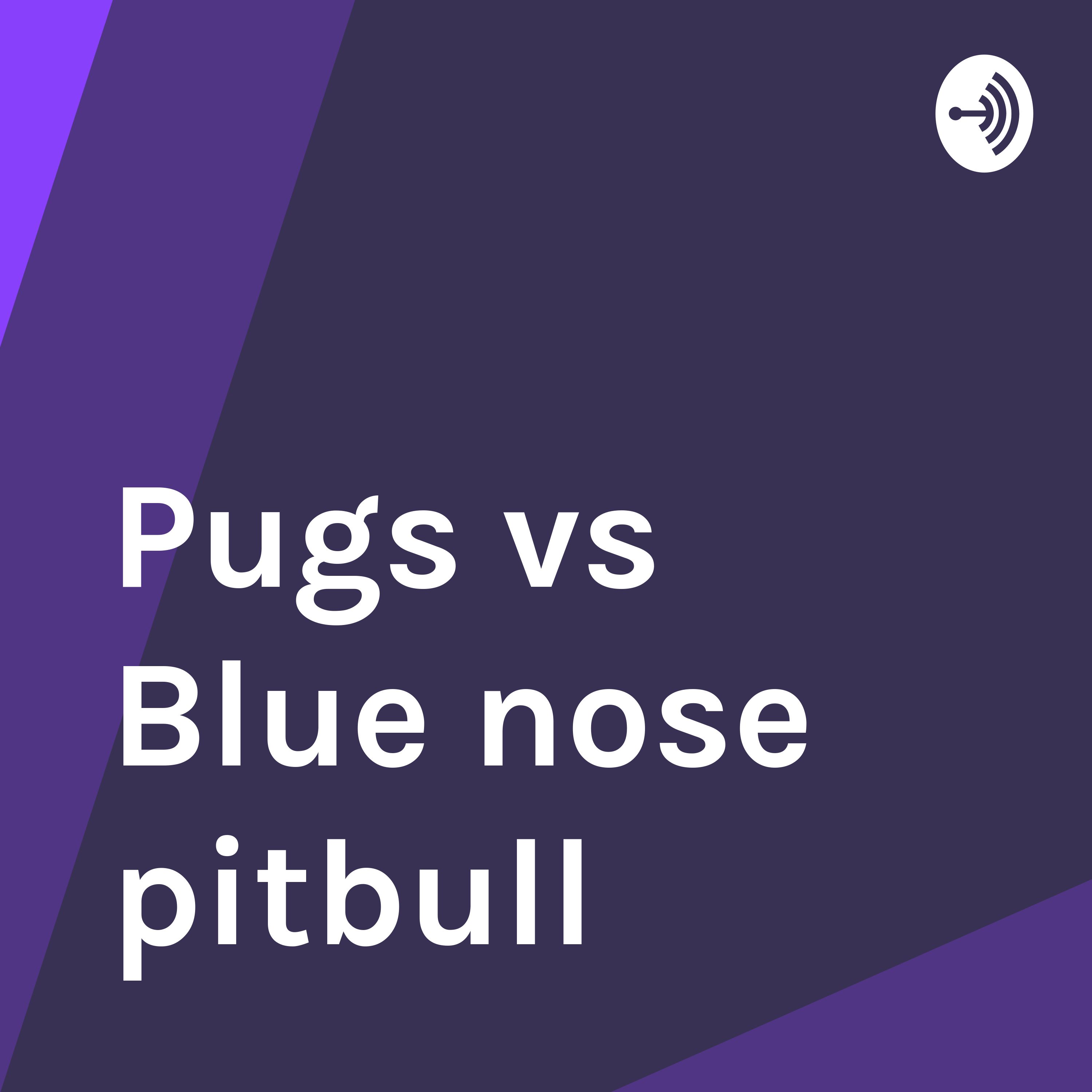 pugs vs blue nose pitbull