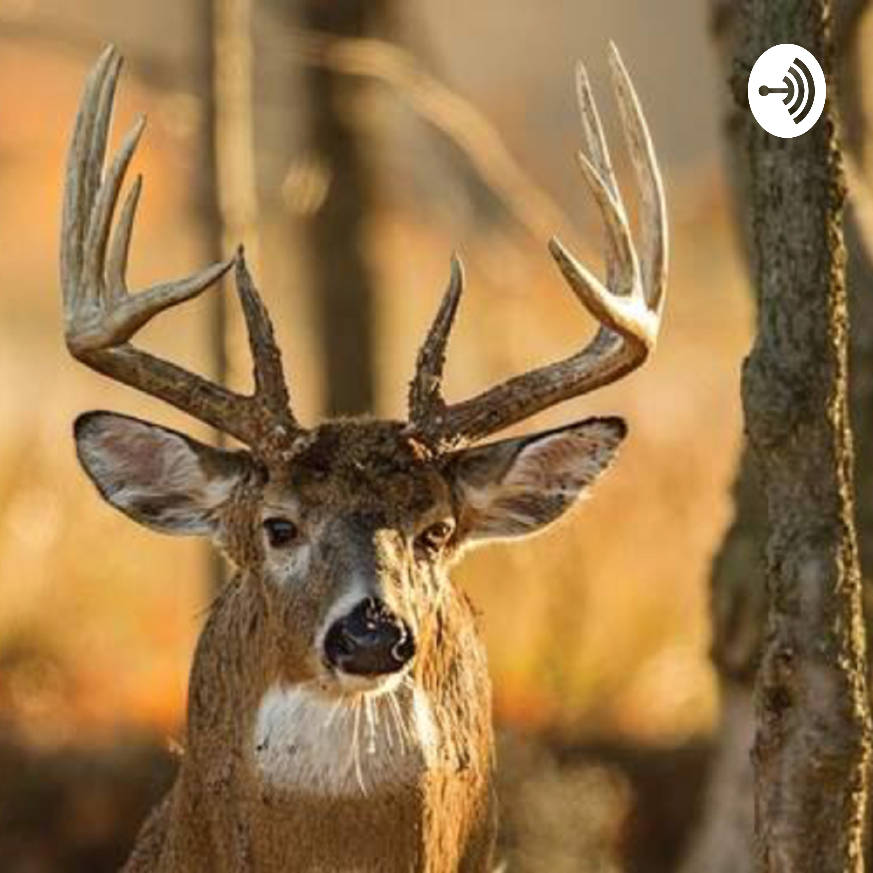 Why I only Bowhunt .