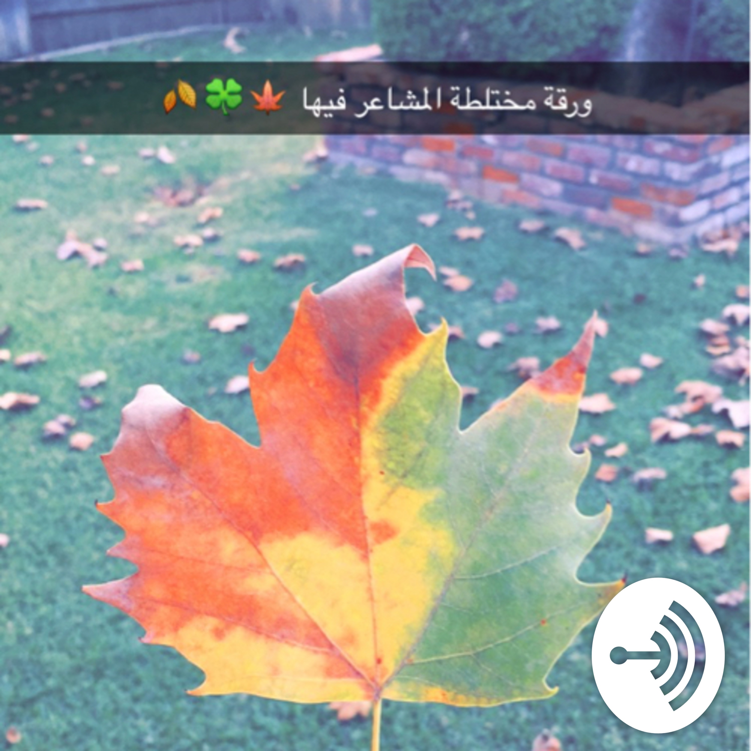 سالفة اليوم