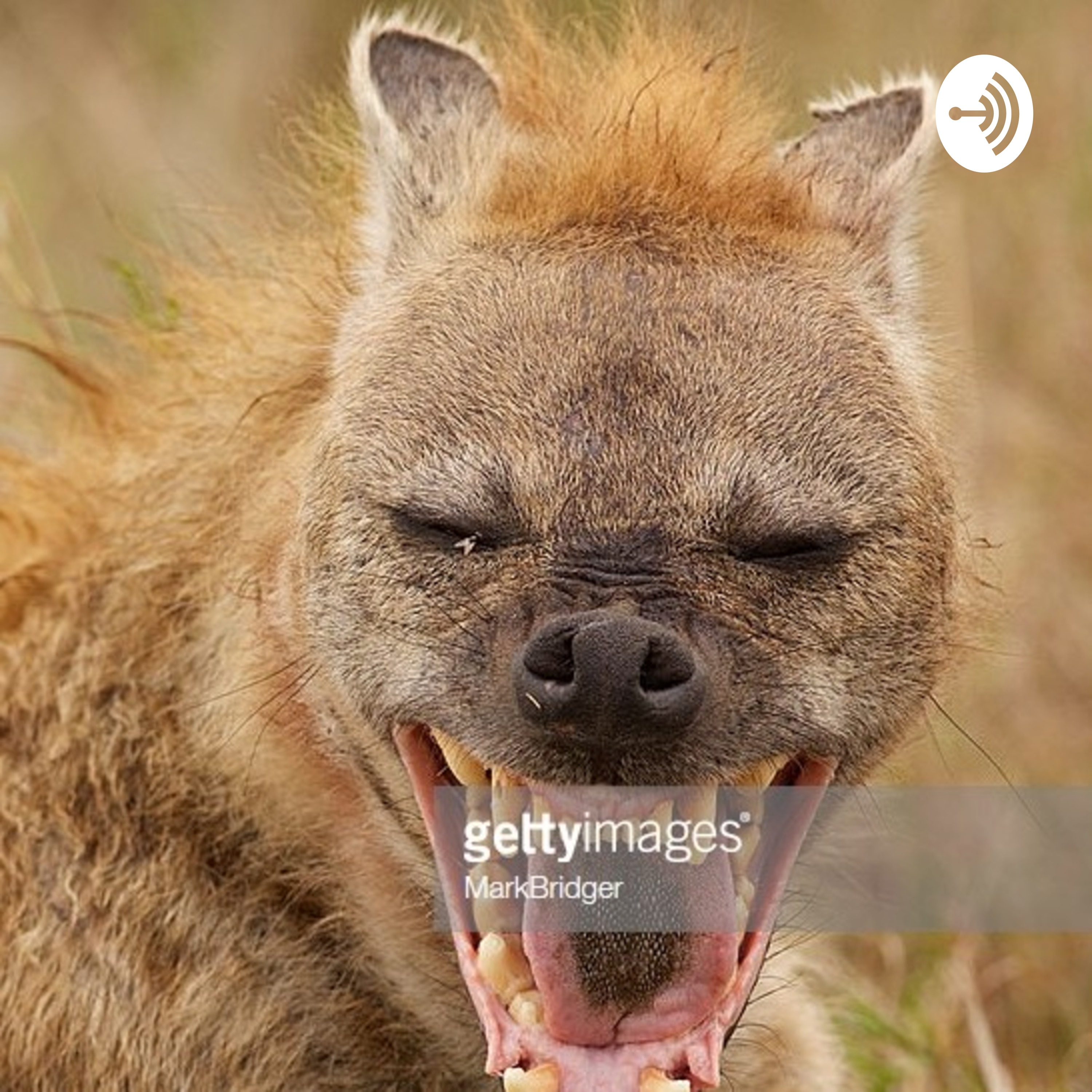 laughing hyena Listen via Stitcher for Podcasts