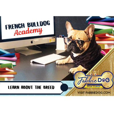 French Bulldog Academy 