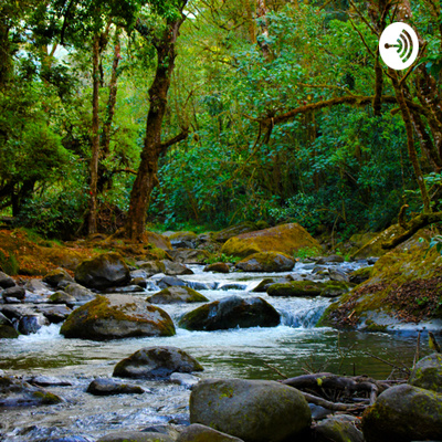 Tropical forest sounds 