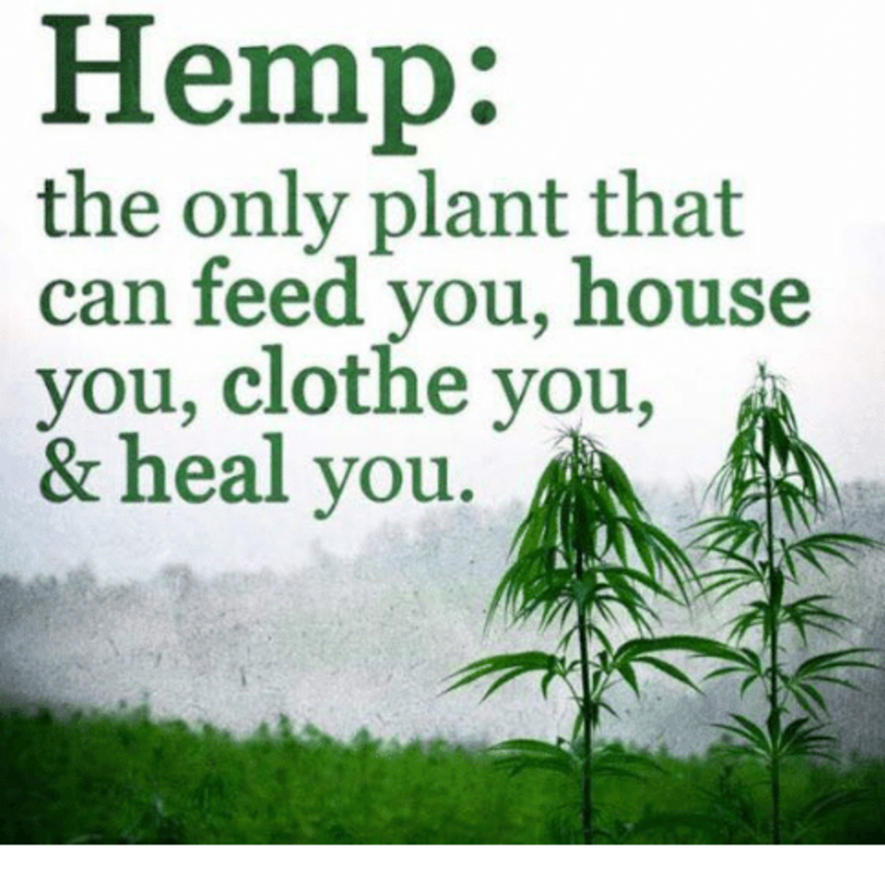 Hemp Hemp Hooray