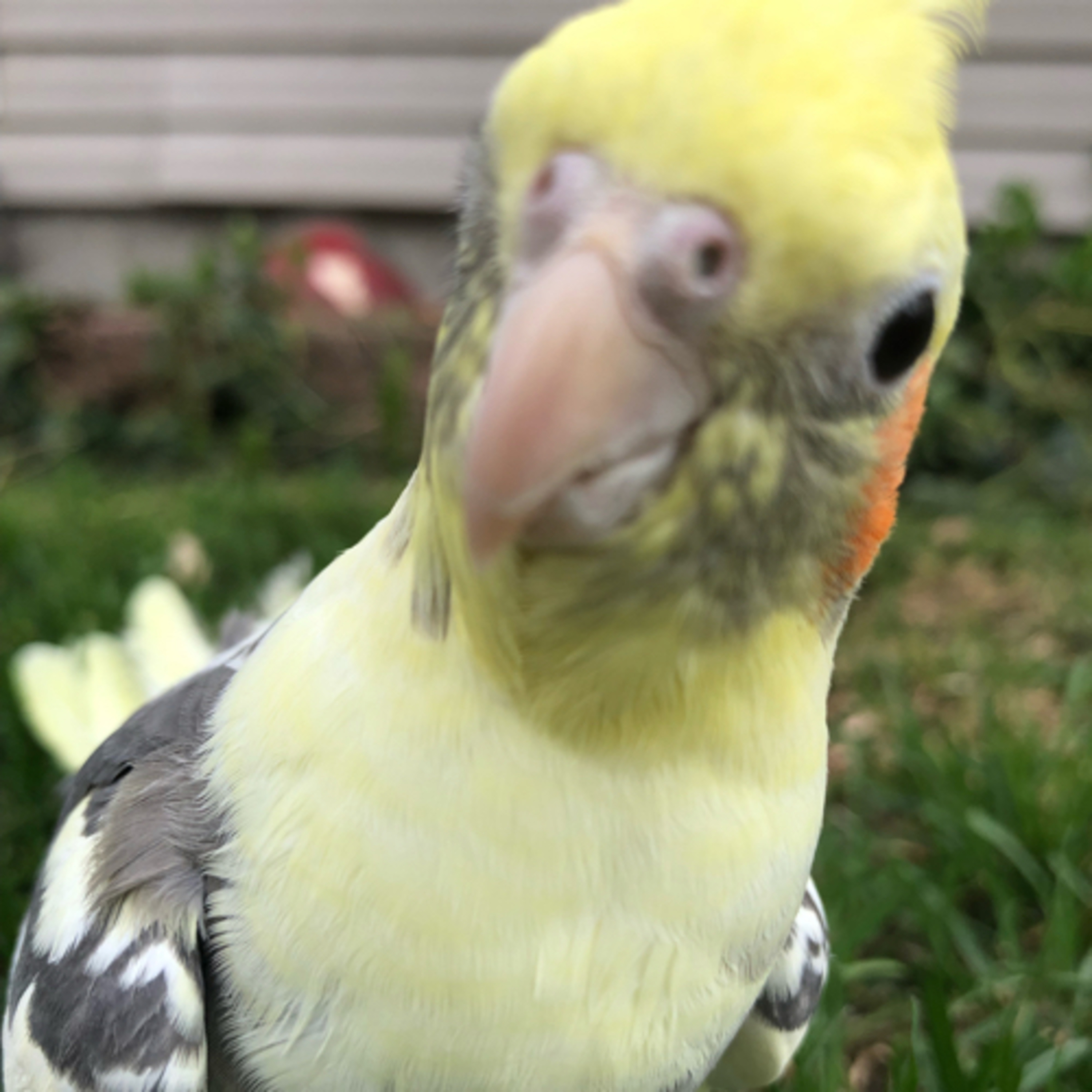 Journal of a cockatiel owner part two