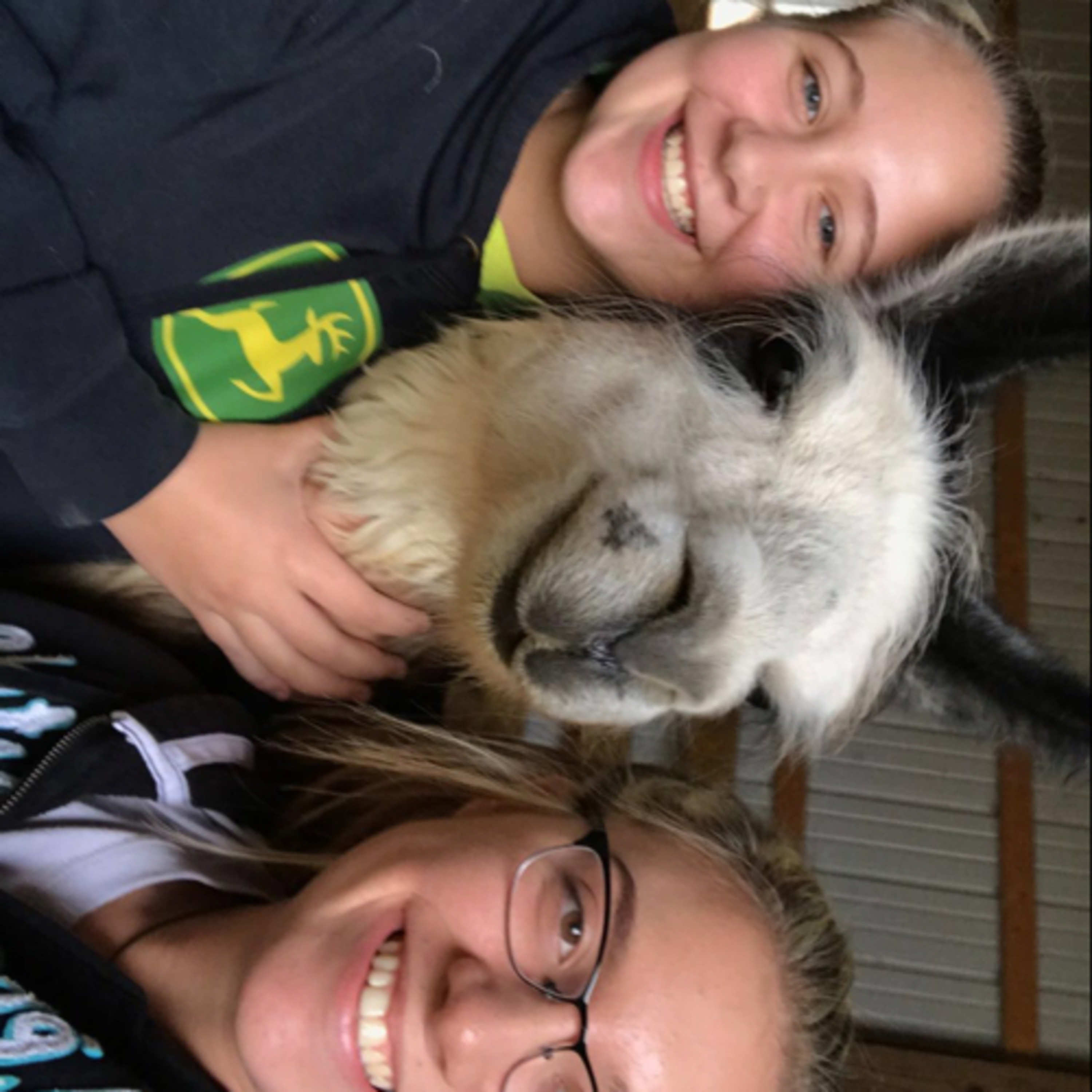 Llama Drama