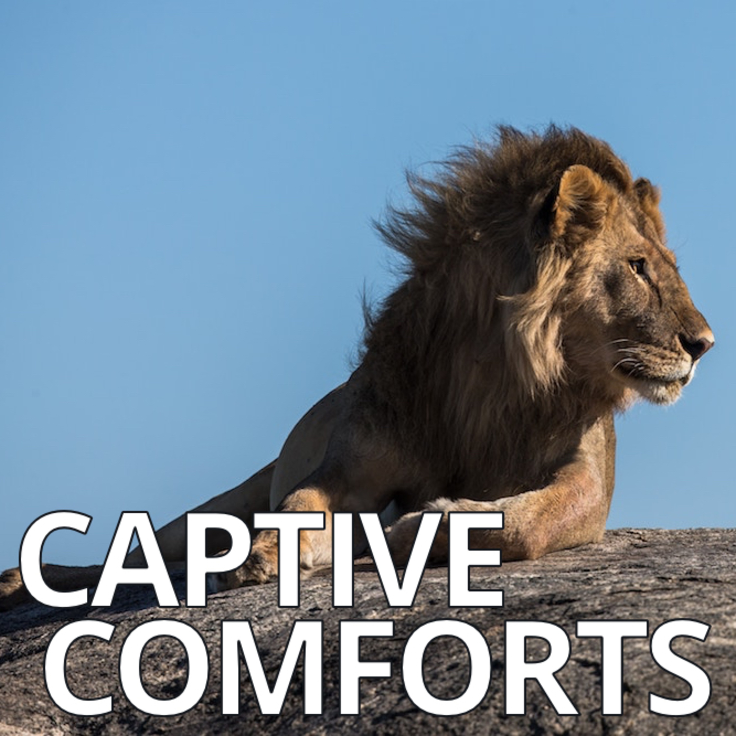 Captive Comforts