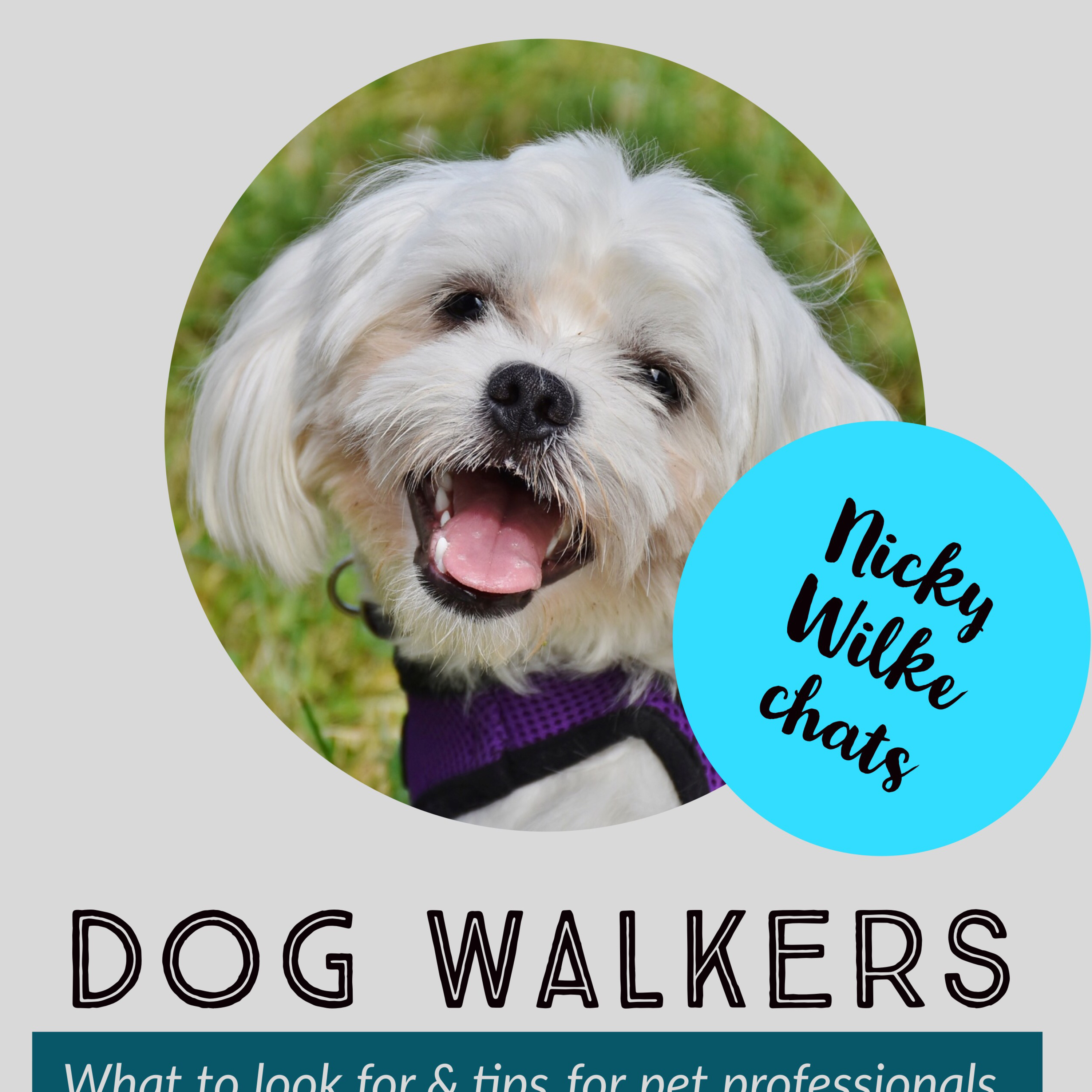 How to Choose a Dog Walker How to Choose a Dog Walker