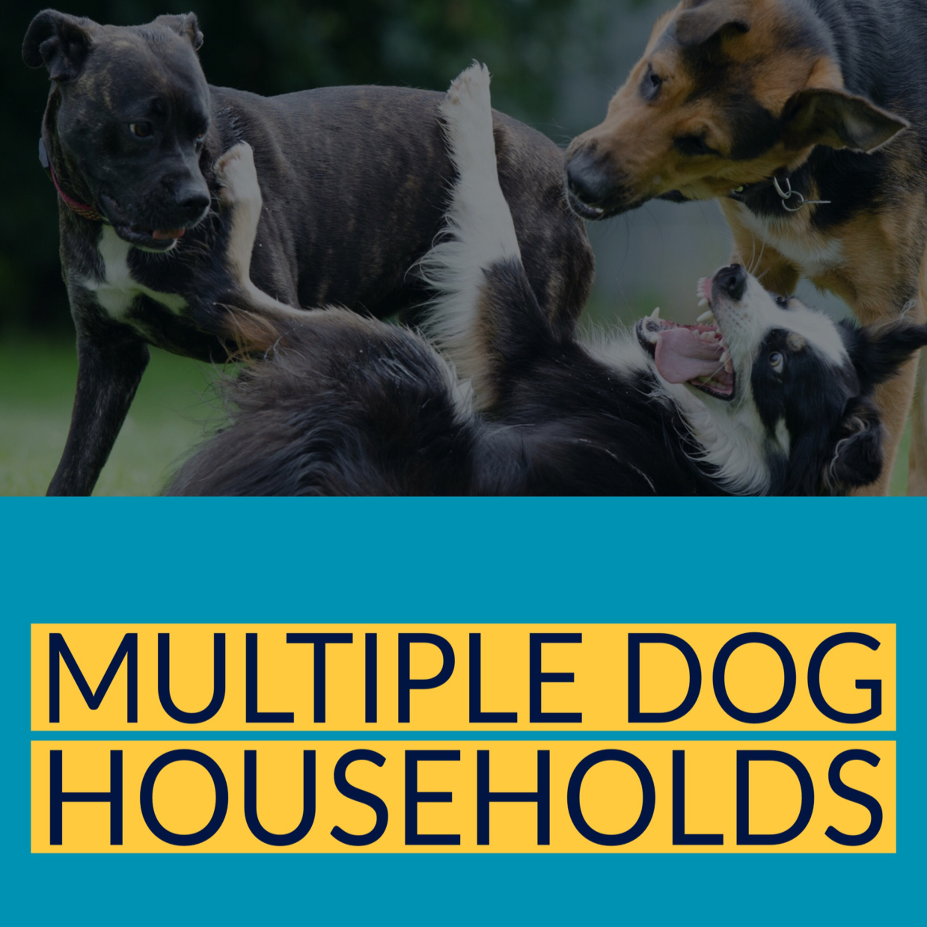 Multiple Dog Households Multiple Dog Households