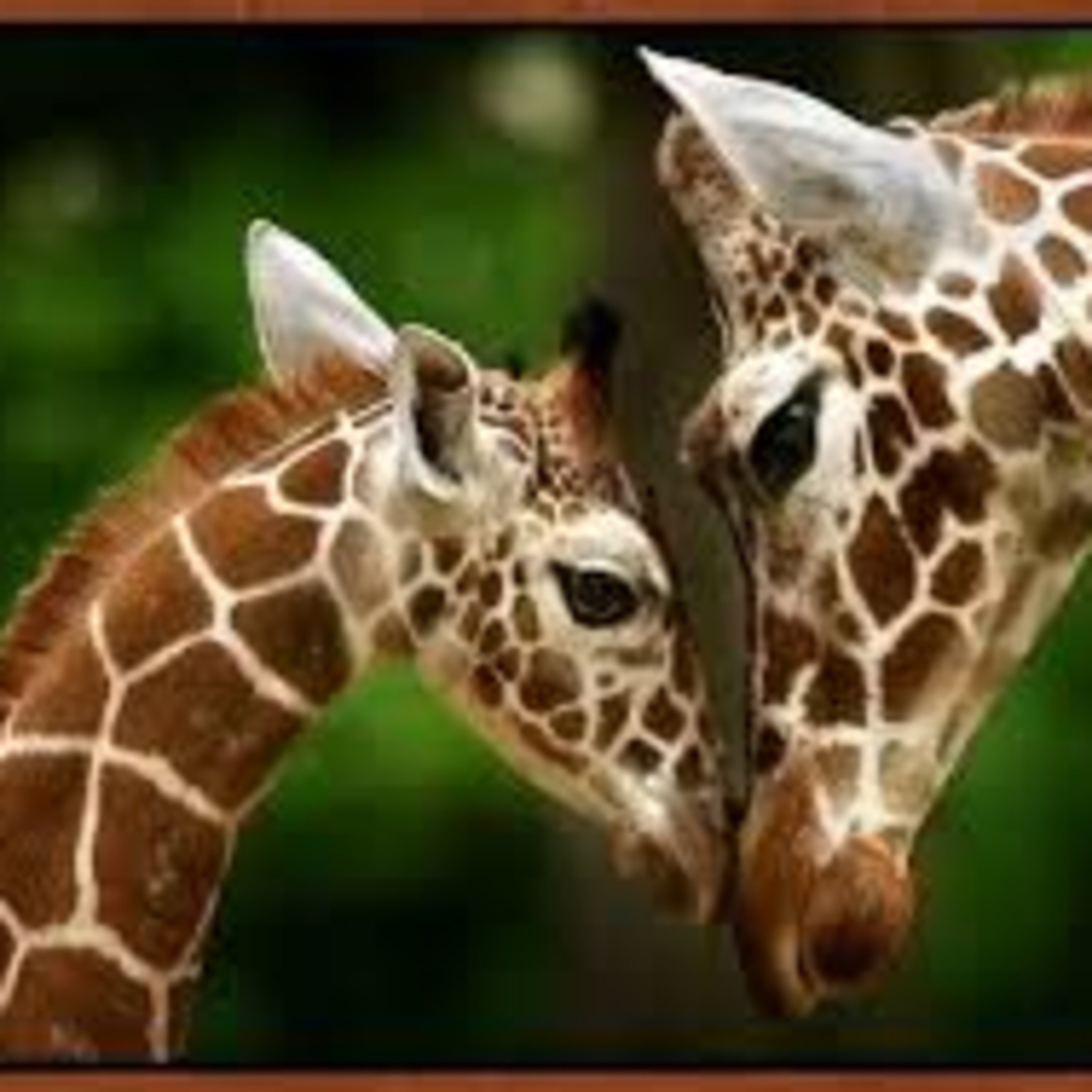 The baby Giraffe