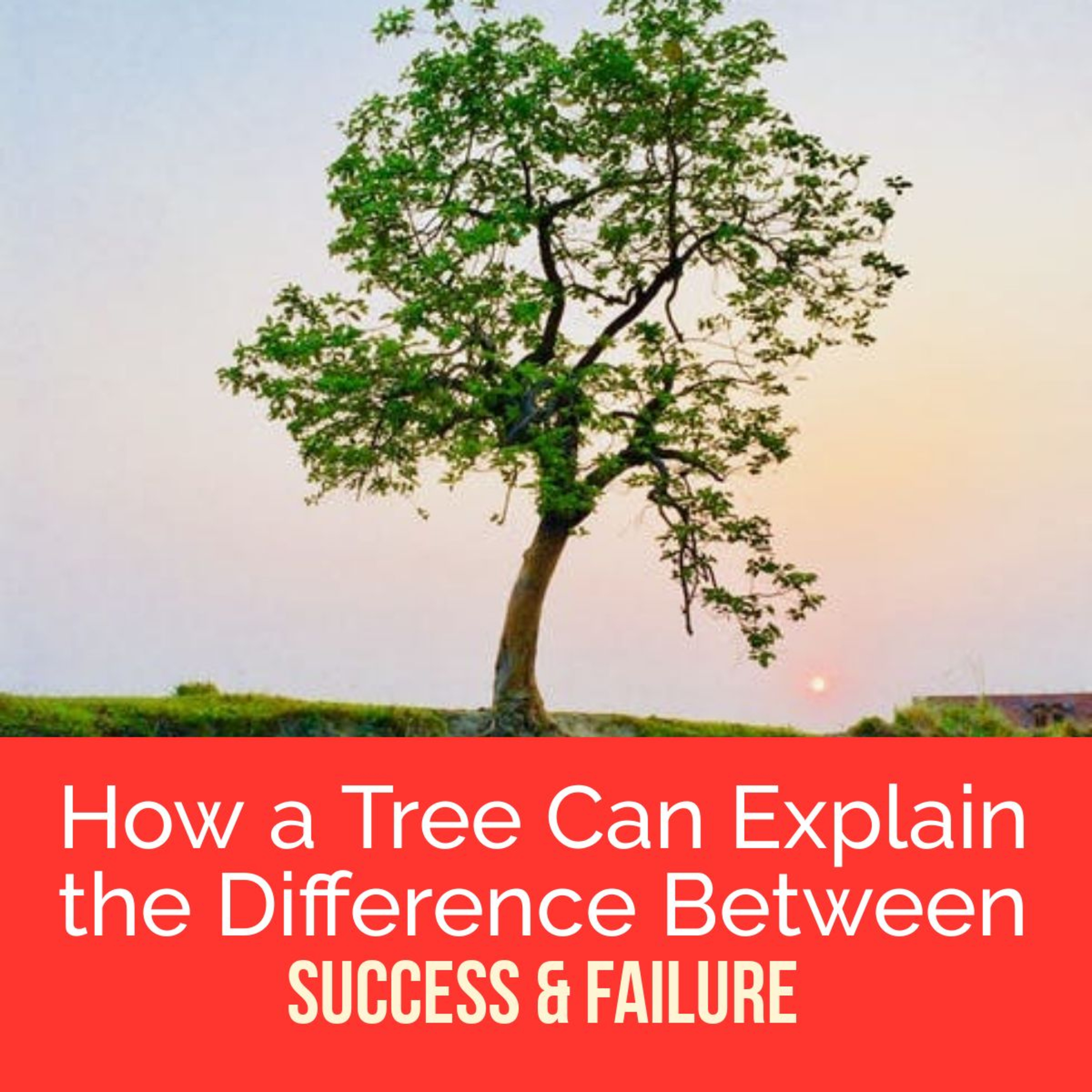 Why the Pareto "Tree" Principle is responsible for business success (or failure)