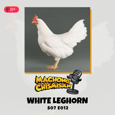 Machong Chismisan - S07E11- White Leghorn