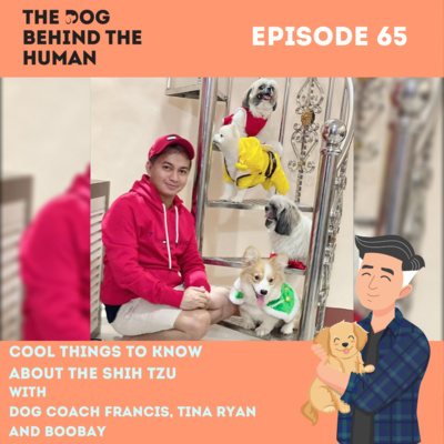 Ep. 65: Cool Things To Know About the Shih Tzu with Boobay
