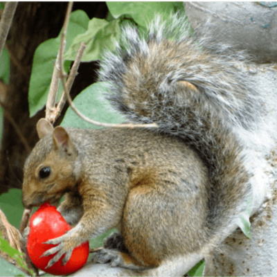 Knowledge and Study | Hunting or Gardening | Preparedness Series Part 3