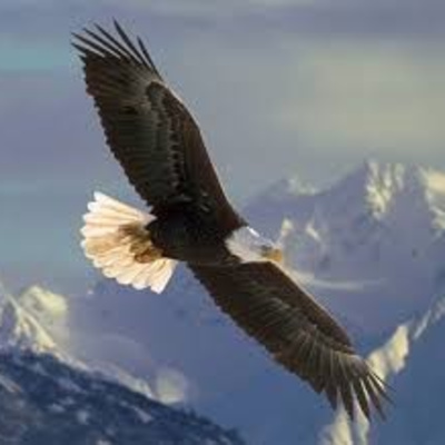 Ducks quack,Eagles soar..Which one are you?