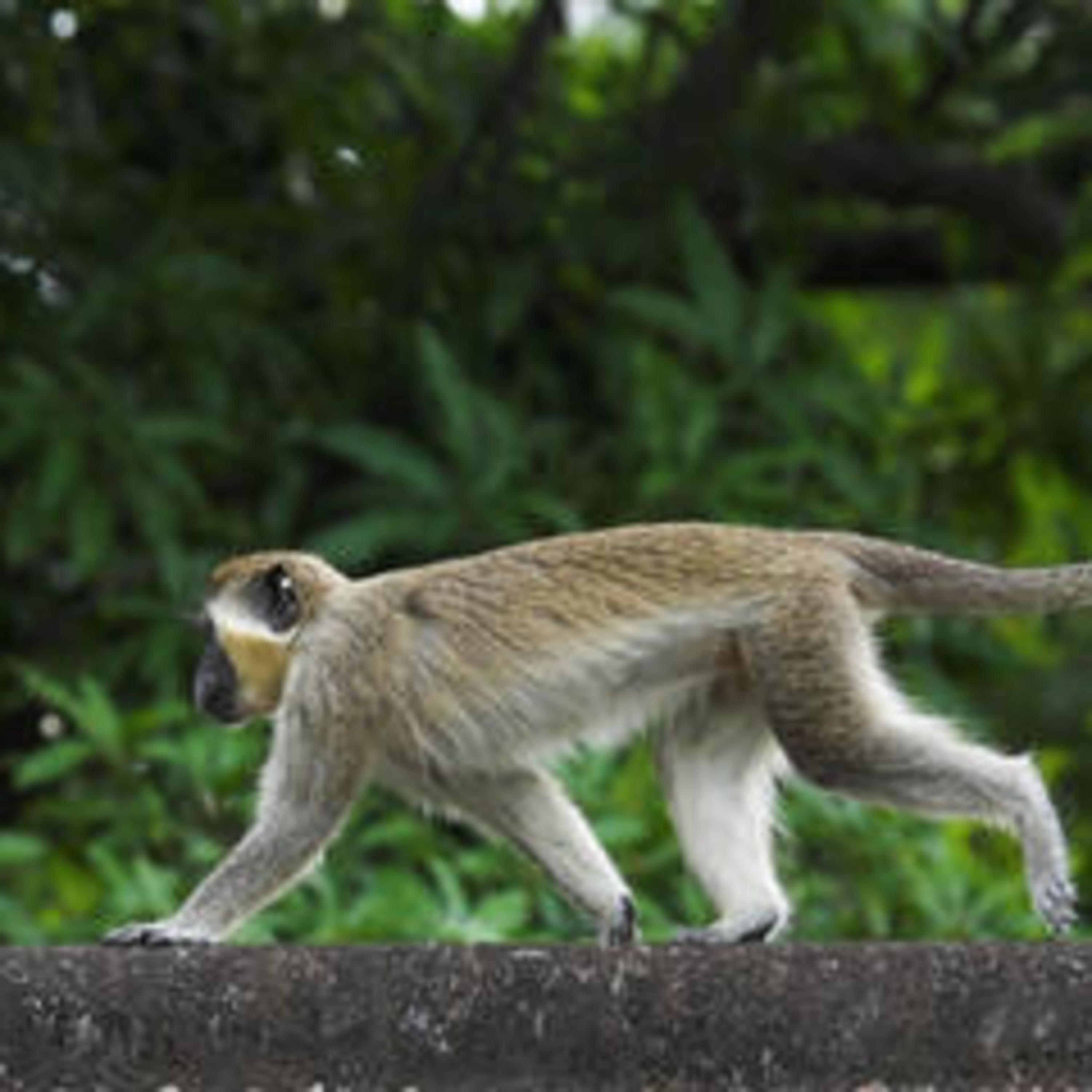 Wild Life Reserve, Barbados
