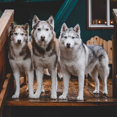 The Husky Den