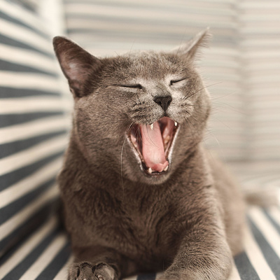 シドニーの猫 A Podcast On Anchor