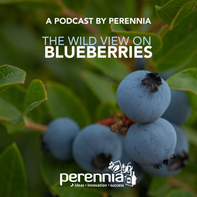 The Wild View on Blueberries