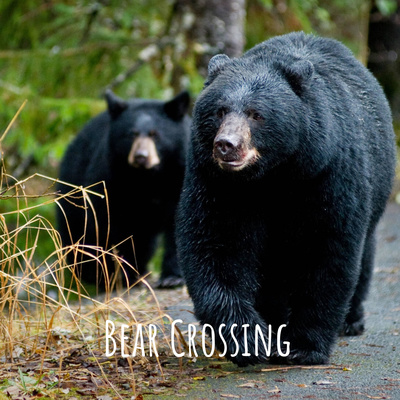 Bear Crossing: A Community Conversation