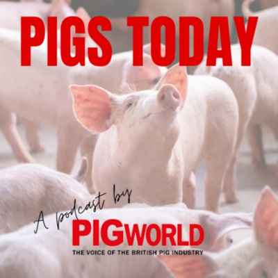 Pigs Today