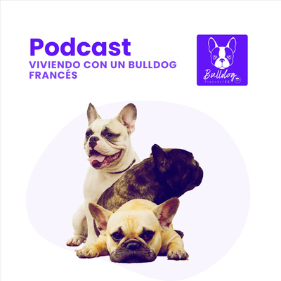 Viviendo con un bulldog francés