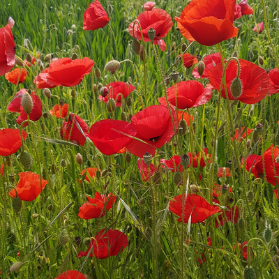 stimm_farben