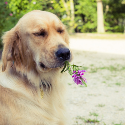 The Botanical Veterinary Care Podcast