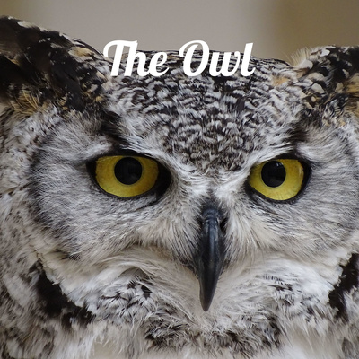 The Owl Newspaper: Observe. Write. Lead.